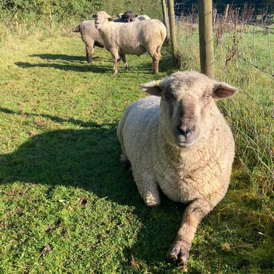 A flock of sheep at Elysian