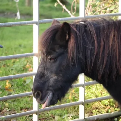 A Shetland pony at Elysian, looking through a gate