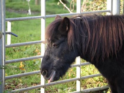 A Shetland pony waiting at a gate