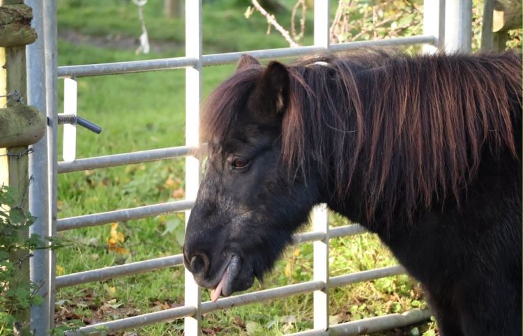 A Shetland pony waiting at a gate