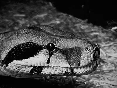 A snake's head in close-up