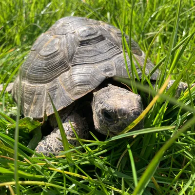 Tortoises at Elysian