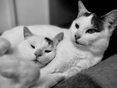 Two cats curled up together indoors
