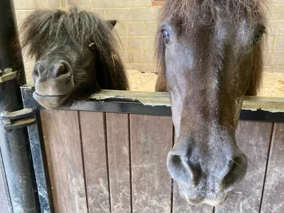 Two Shetland-type ponies looking over a stable door