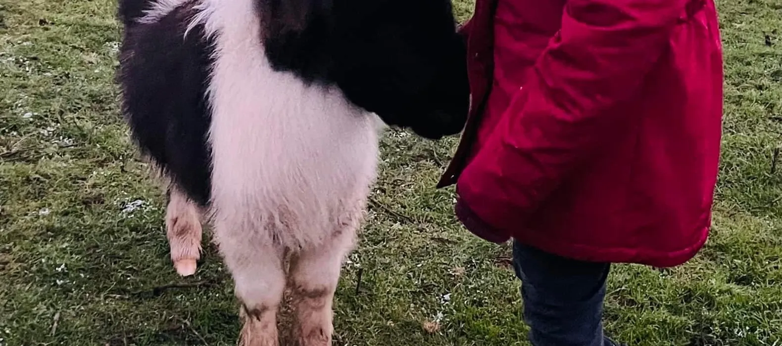 A young person, back turned, reaching out to a black-and-white pony's face on a frosty morning
