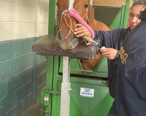 A young person grooming a horse's face in a stable at Elysian