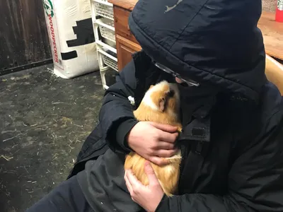 A young person cuddling a guinea pig indoors, hood up