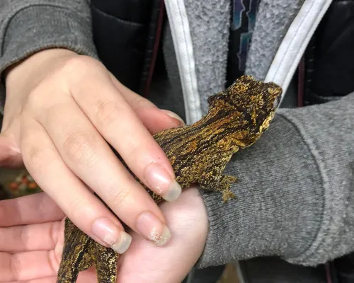 A young person's hands holding a lizard
