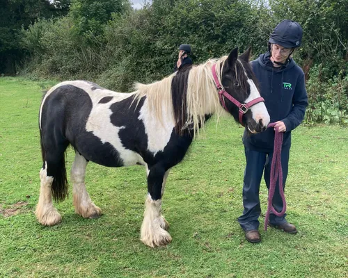 A young person leading a cob in a field at Elysian