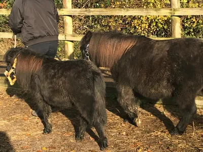 A young person, back turned, leading two Shetland-type ponies along a hedge-lined path