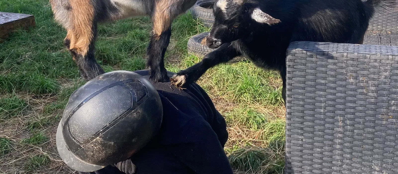 A young person crouching with goats climbing on and around them