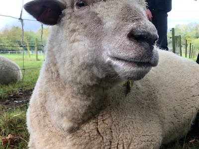 A young person reaching out to a sheep lying in grass under a tree