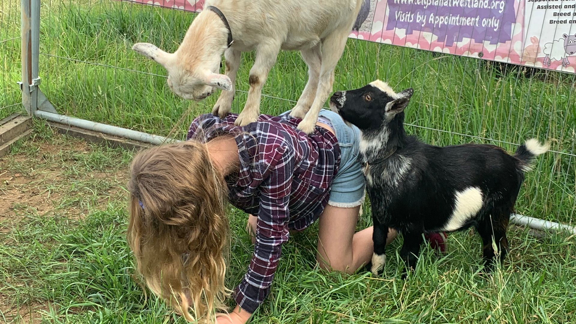 A young person, back turned, crouching with two goats climbing on and around them