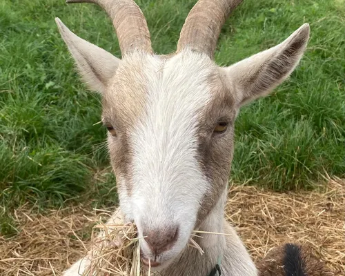 A goat at Elysian, Froxfield