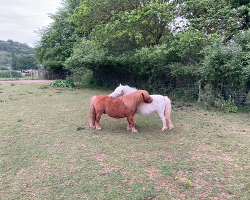 A horse at Elysian, Shamley Green