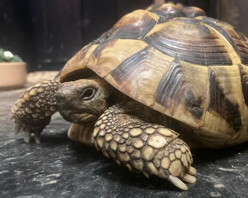 A tortoise at Elysian, Froxfield
