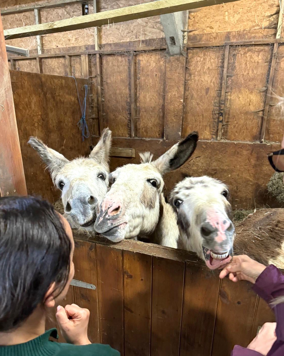 Goats smiling and posing for a picture at Elysian.