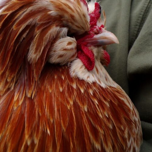 Chicken Close up at Elysian.