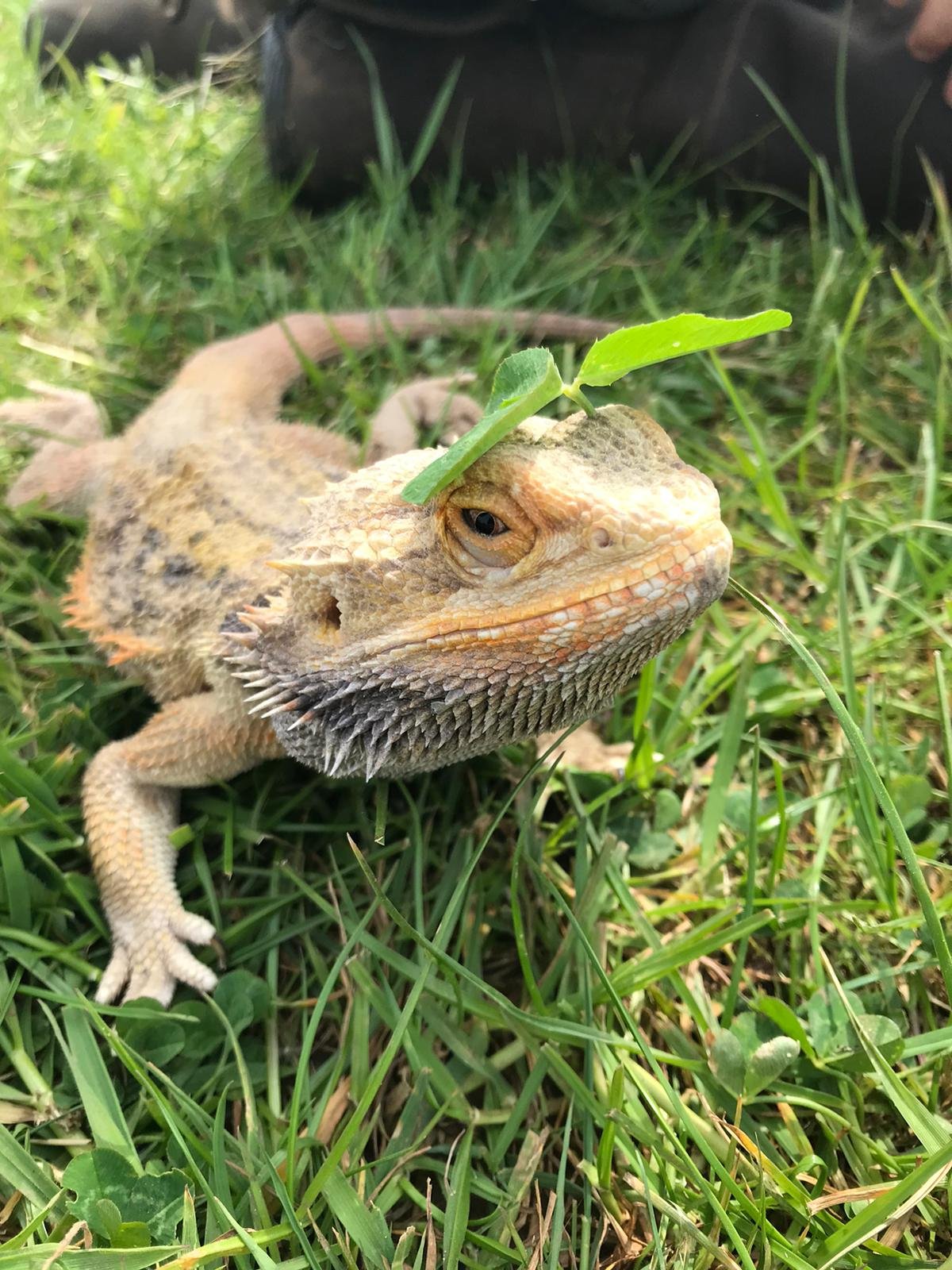 Bearded dragon enjoying the grass and sun at Elysian.