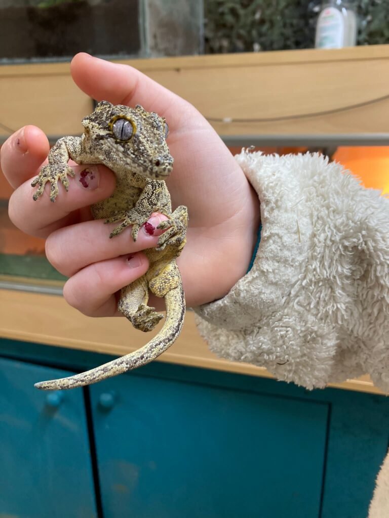 Reptile being handled by a young person at Elysian.