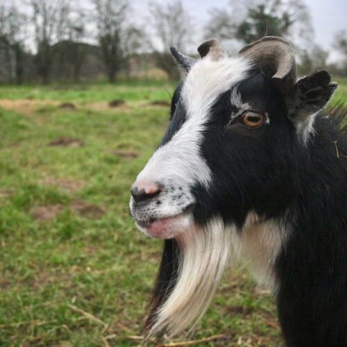 Goat in grass field at Elysian Site.