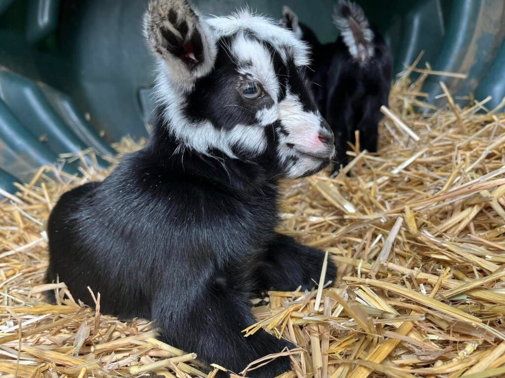 Baby Kid in straw at Elysian.