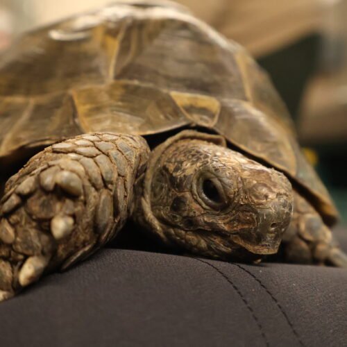 Tortoise Chilling on sofa at Elysian.