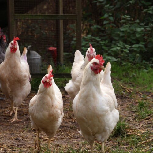 Chicken group at Elysian.