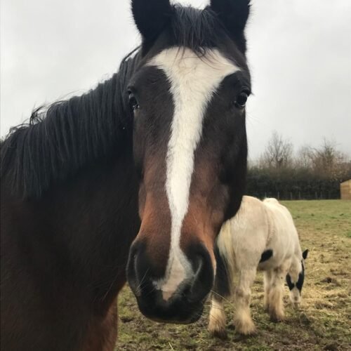 Horse looking into camera at Elysian.