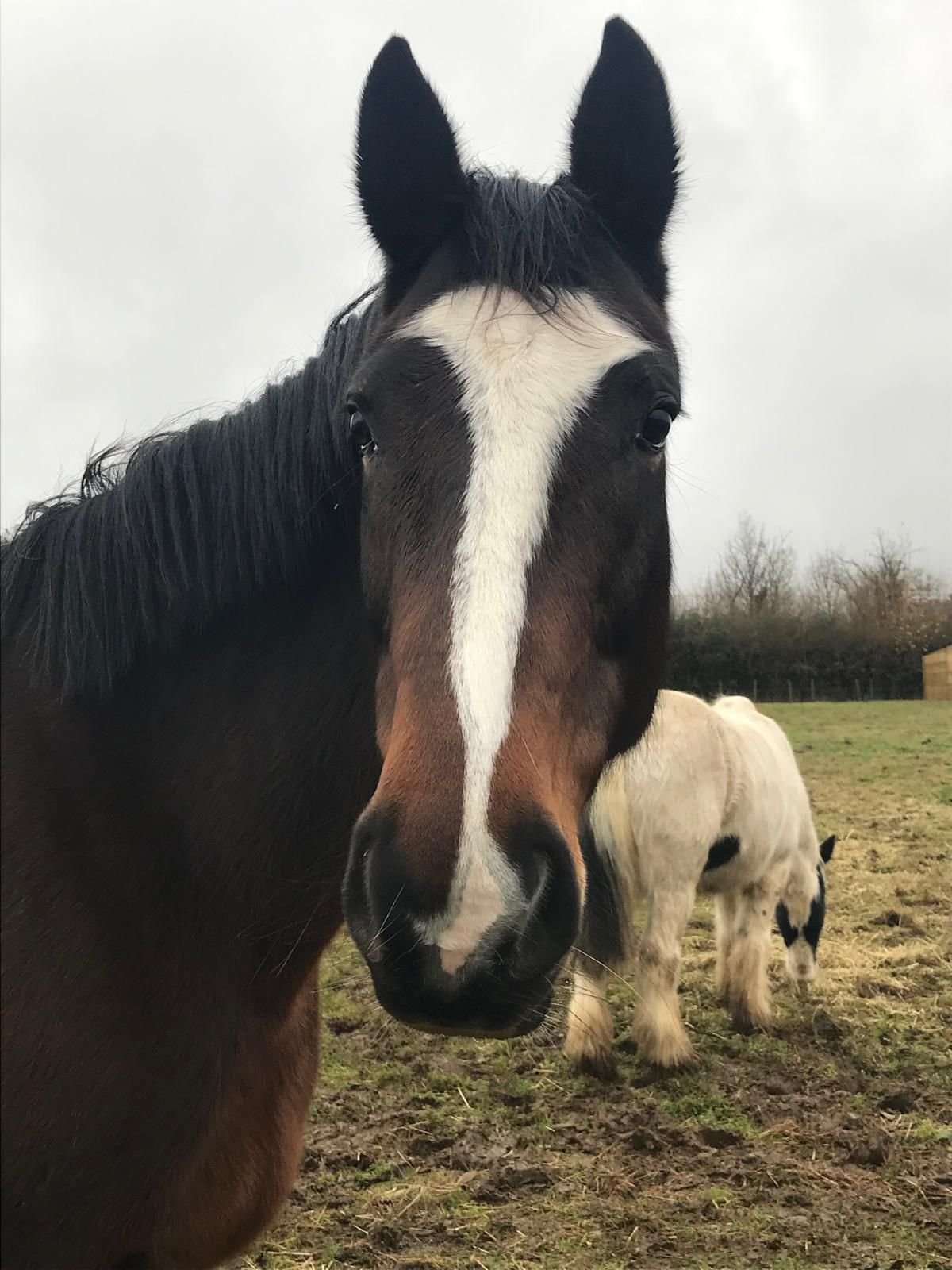 Horse looking into camera at Elysian.