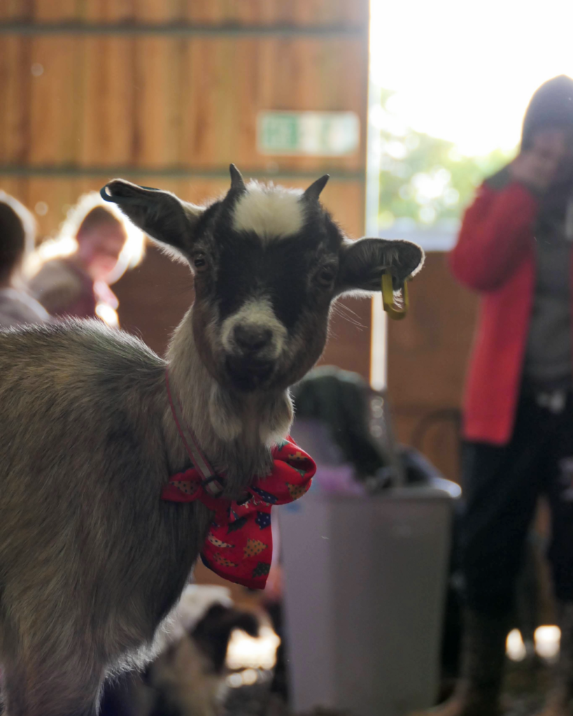 Liss Bday Party-8 (1)