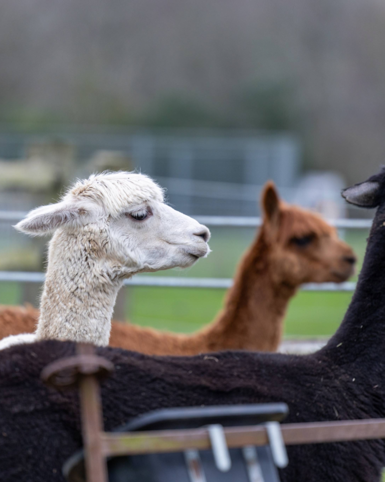 Parties and Celebrations Stock Photos-6