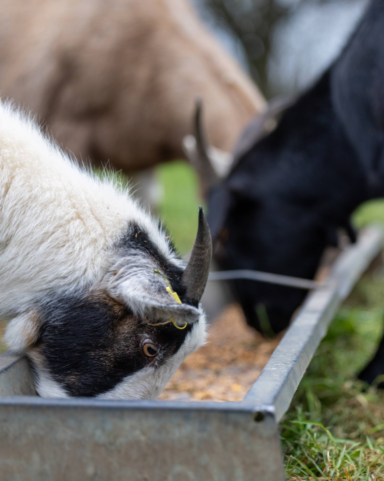 Parties and Celebrations Stock Photos-8