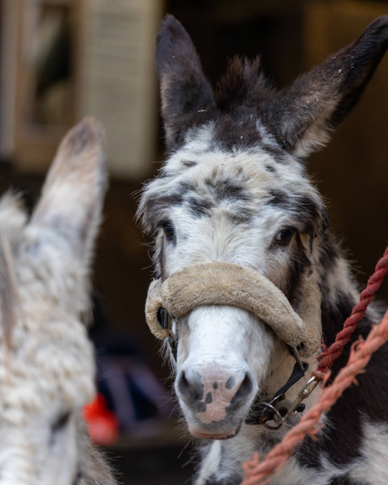 Parties and Celebrations Stock Photos-9